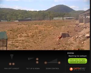 Egg industry weighs into free-range campaign